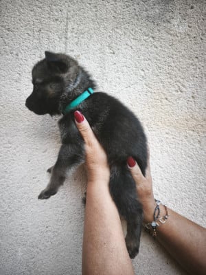 Les chiots de Berger Allemand