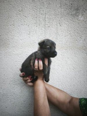 Les chiots de Berger Allemand