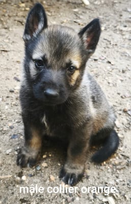 Les chiots de Berger Allemand