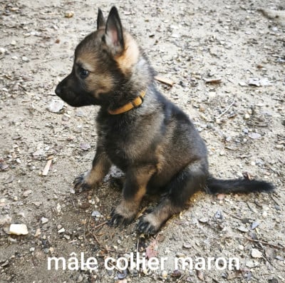 Les chiots de Berger Allemand