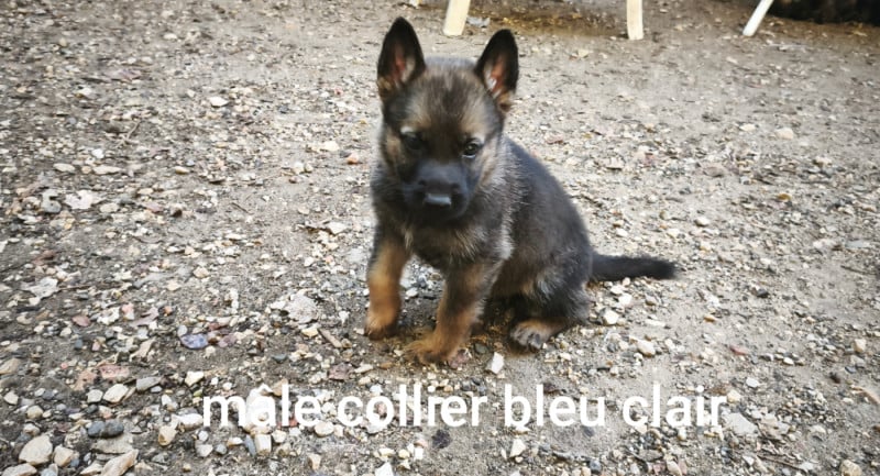 Berger Allemand - des Hauts du Bousquillon