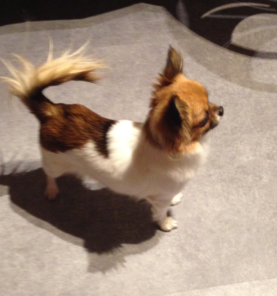 Publication : Du Reve Des Pitchounes