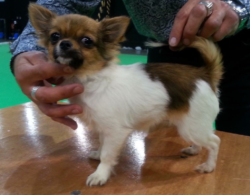 Publication : Du Reve Des Pitchounes