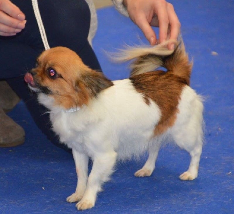 Publication : Du Reve Des Pitchounes