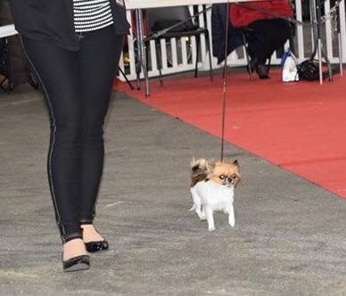 Publication : Du Reve Des Pitchounes