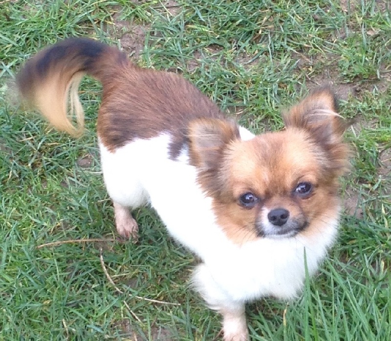 Publication : Du Reve Des Pitchounes