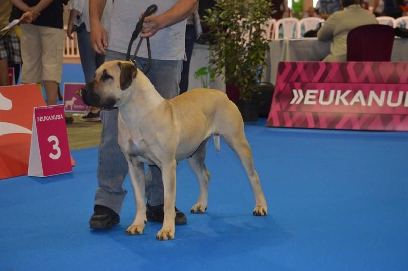 Aragona (Sans Affixe) - 4 eme excellent classe ouverte