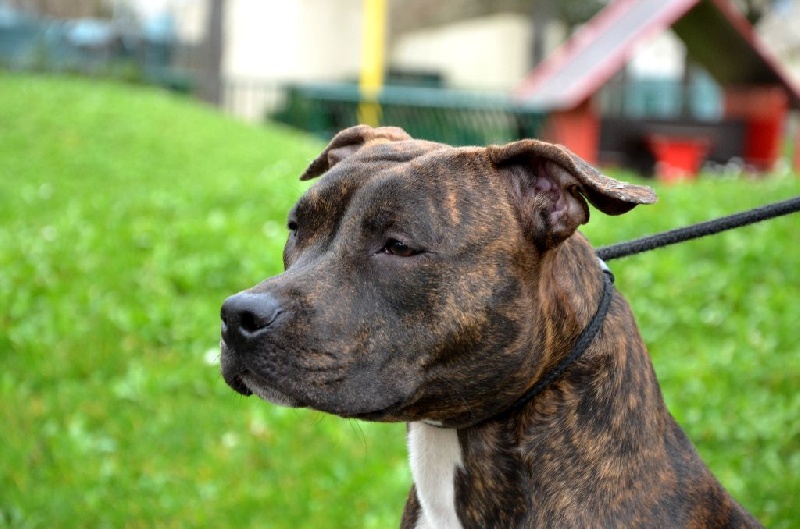 Lexie Of Dakota Black Hills