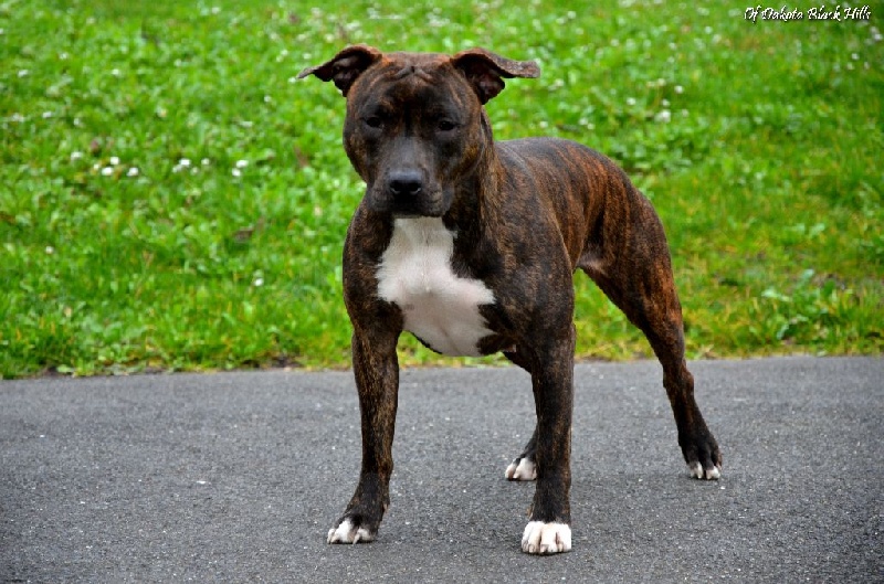 Lexie Of Dakota Black Hills