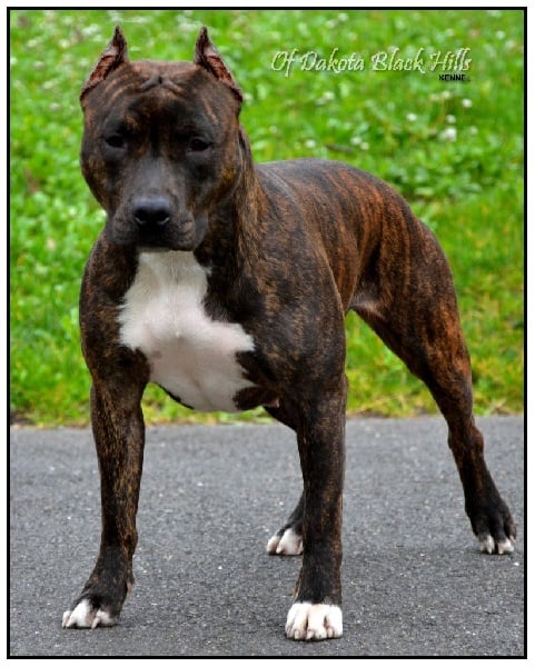 Lexie Of Dakota Black Hills