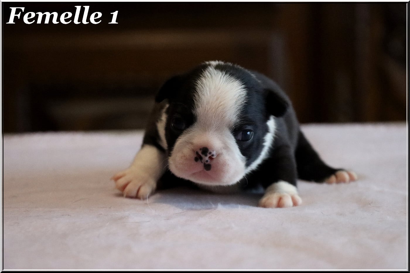 FEMELLE 1 - Boston Terrier