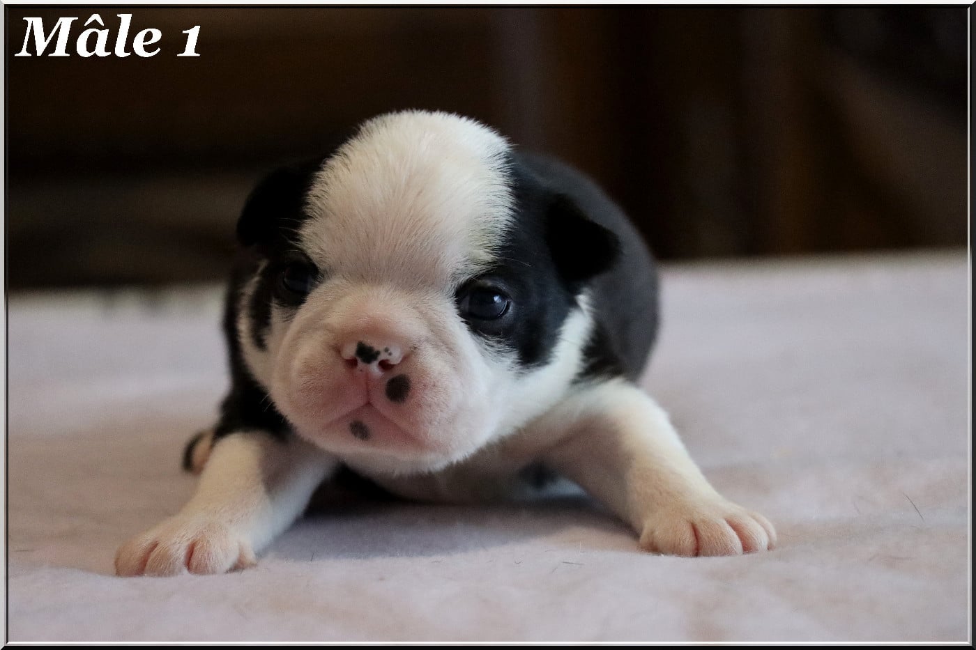 Mâle 1 - Boston Terrier