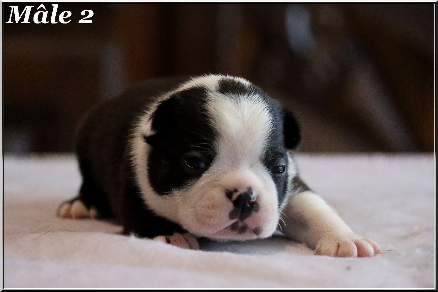 Mâle 2 - Boston Terrier