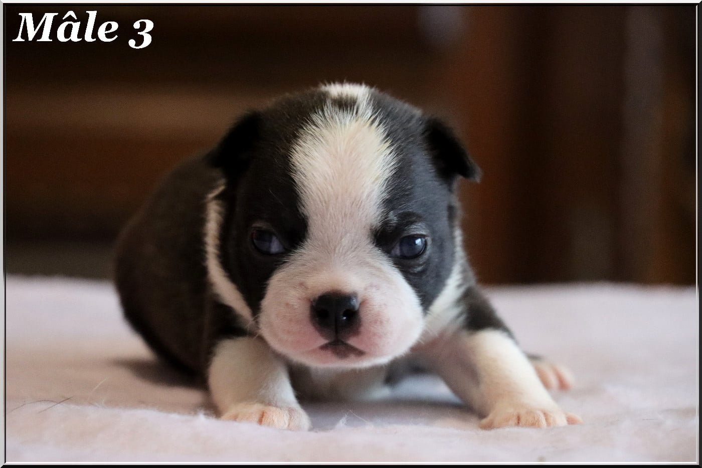 Mâle 3 - Boston Terrier