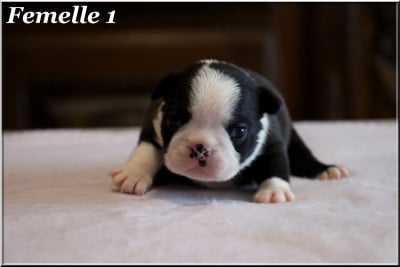 Les chiots de Boston Terrier