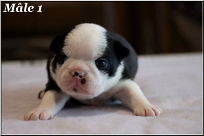 Les chiots de Boston Terrier