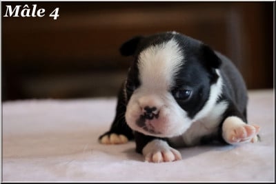 Les chiots de Boston Terrier