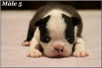 Les chiots de Boston Terrier