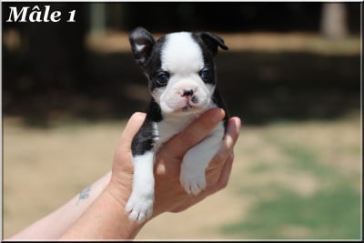 Les chiots de Boston Terrier