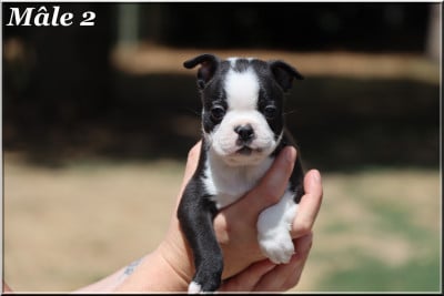 Les chiots de Boston Terrier
