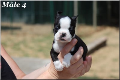 Les chiots de Boston Terrier