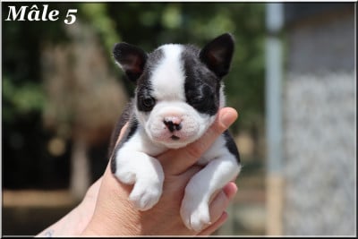 Les chiots de Boston Terrier