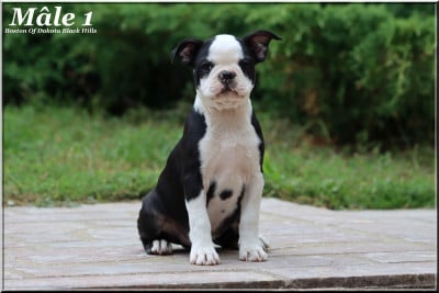 Les chiots de Boston Terrier