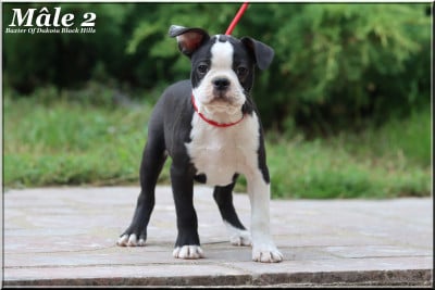 Les chiots de Boston Terrier