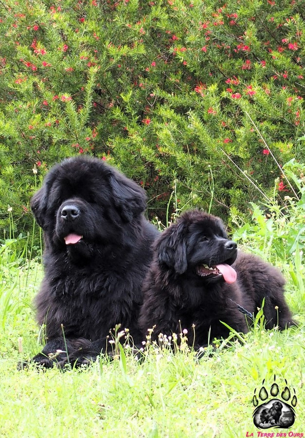 CH. Multi champion Renjo De La Terre Des Ours