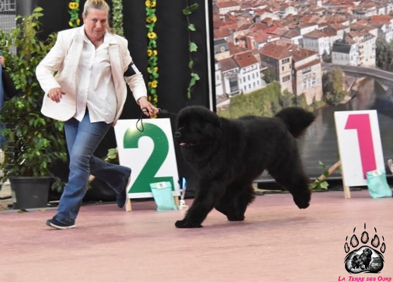 CH. Multi champion Renjo De La Terre Des Ours