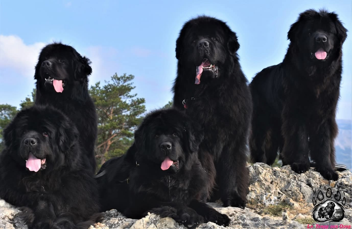 CH. Multi champion Renjo De La Terre Des Ours