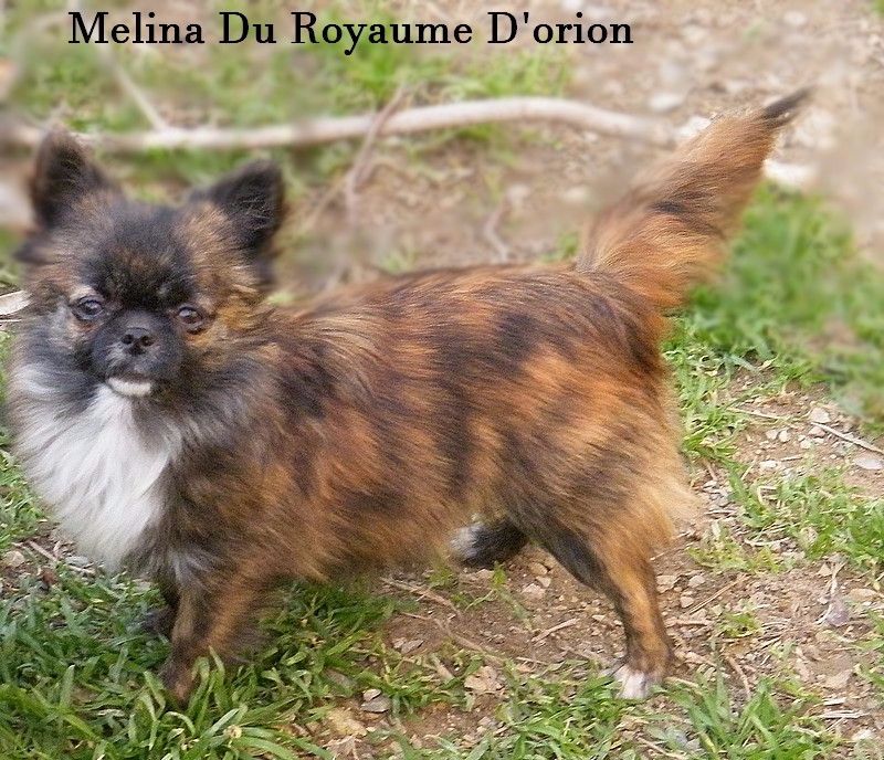 Melina Du Royaume Dorion - Prometteur