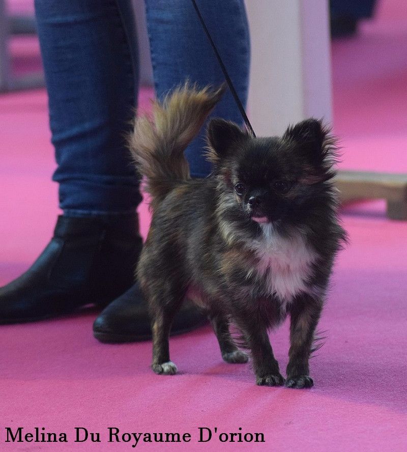 Melina Du Royaume Dorion - trés prometteur