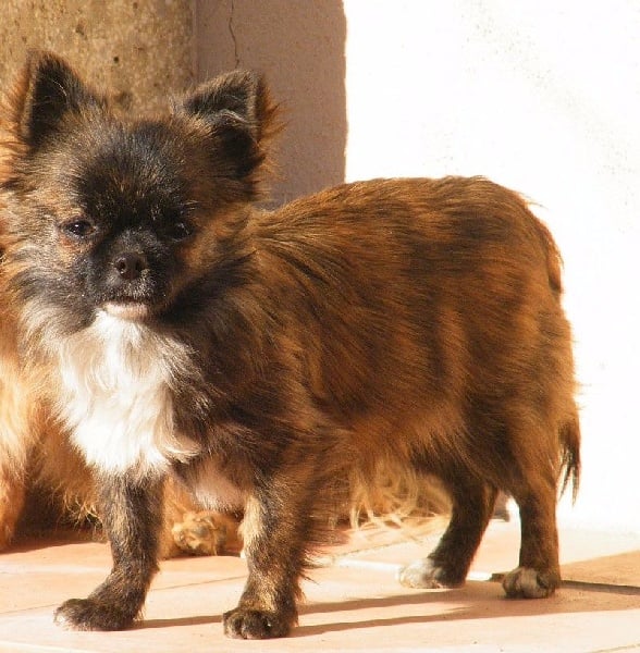 Melina Du Royaume Dorion - trés prometteur Meilleur baby