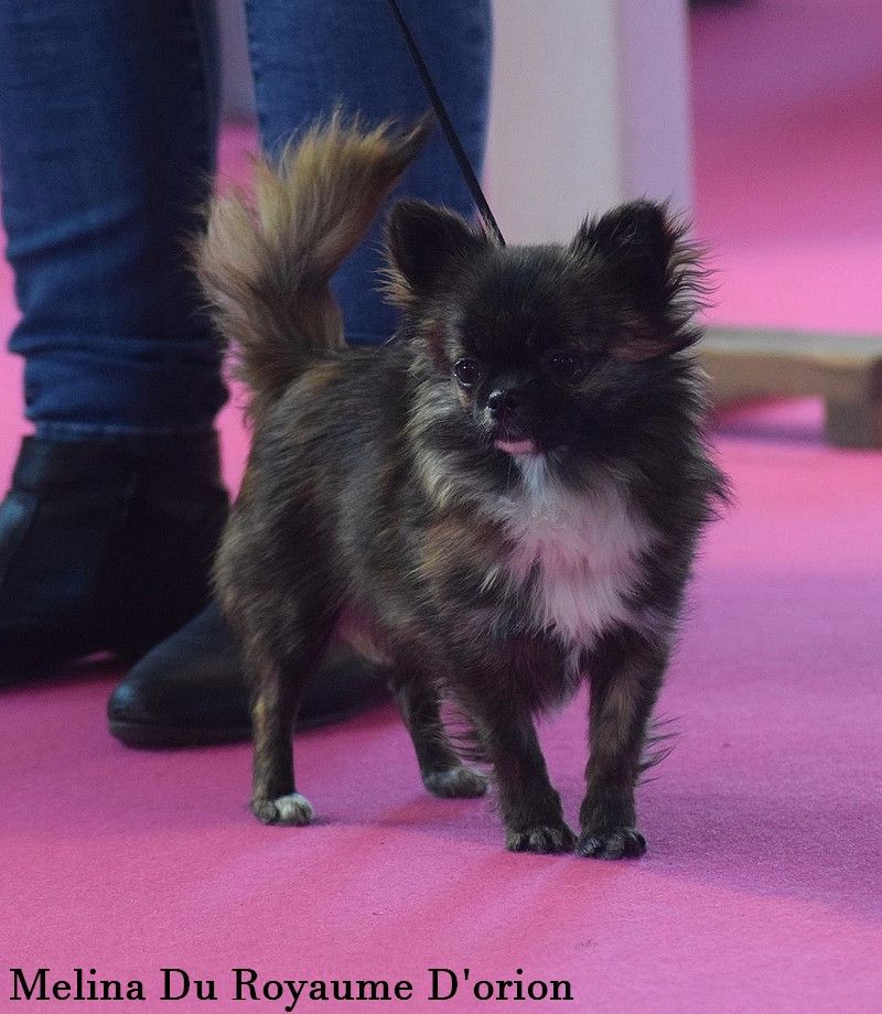 Melina Du Royaume Dorion - trés prometteur