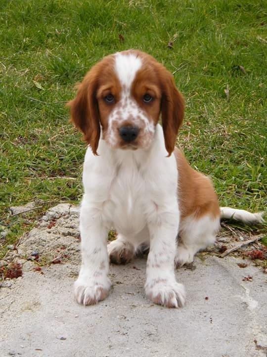 Accueil Elevage Des Petites Plumes Eleveur De Chiens Welsh Springer Spaniel