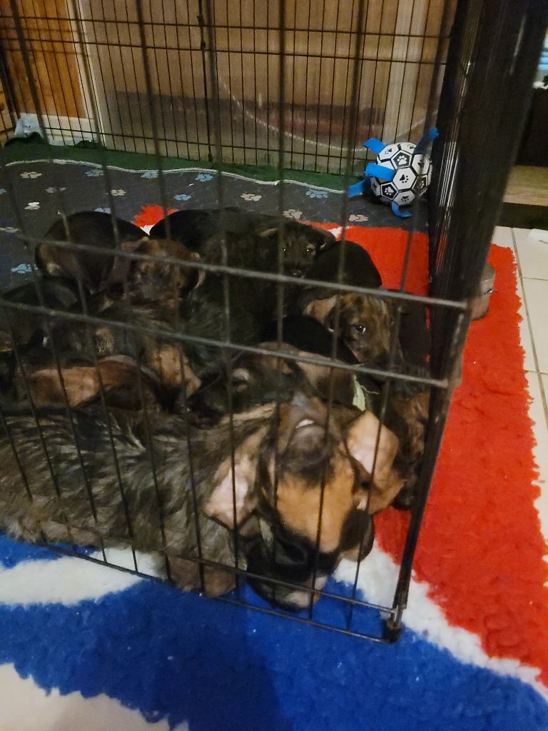 Teckel poil dur - De Tara Des Hauts Lilas