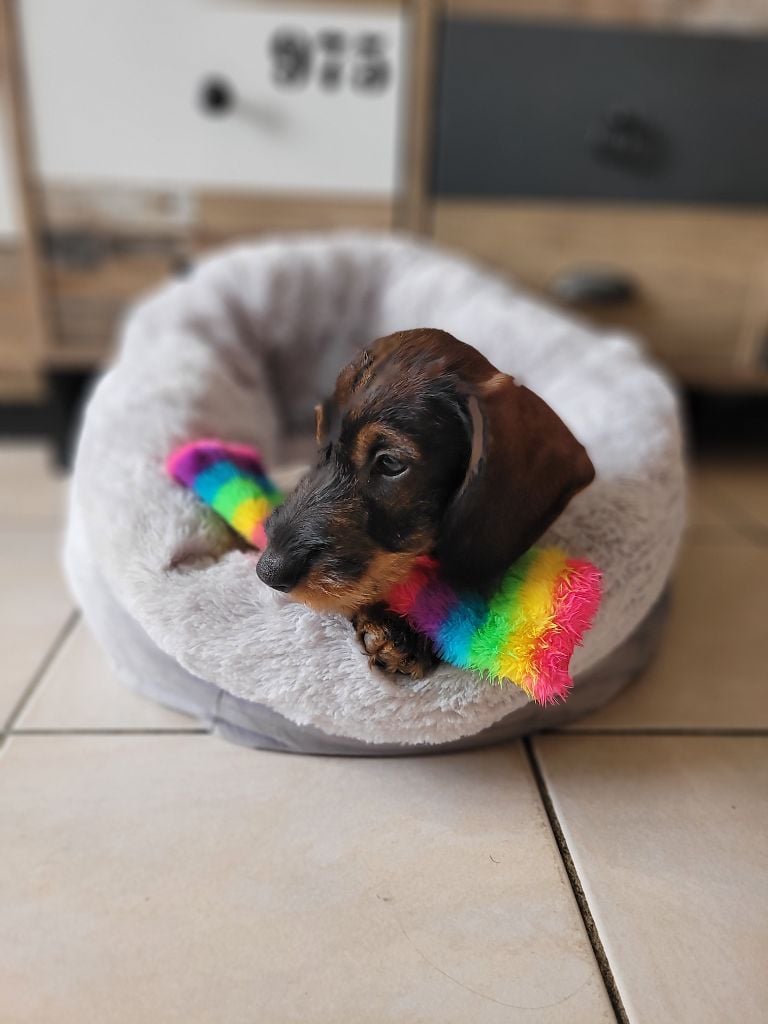 Teckel poil dur - De Tara Des Hauts Lilas