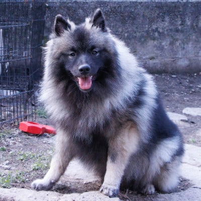 Les chiots de Spitz allemand