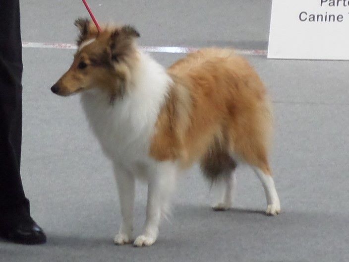 Orlia De La Rivière Etincelante - Très Prometteur classe Puppy femelle