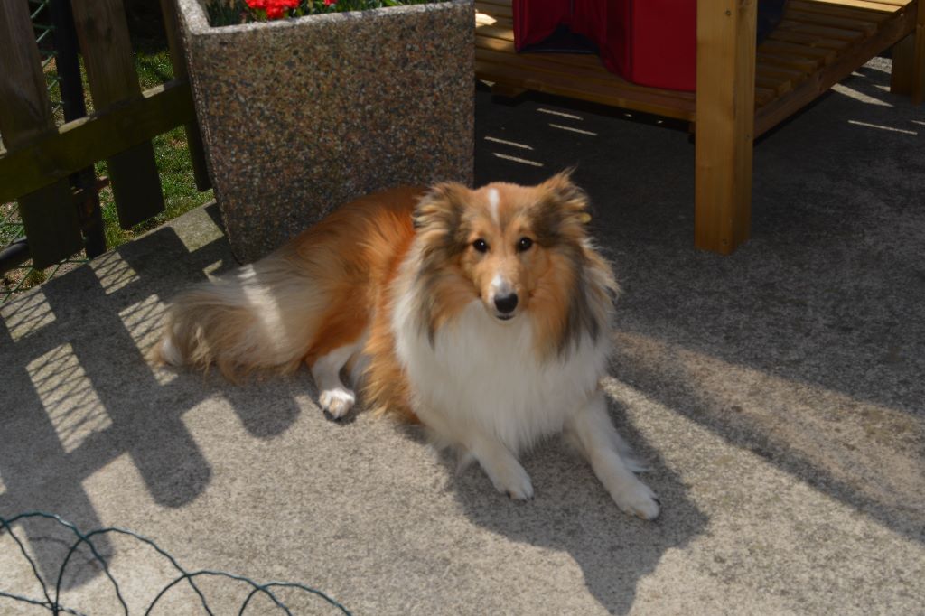 Orlia De La Rivière Etincelante - Très prometteur classe puppy femelle