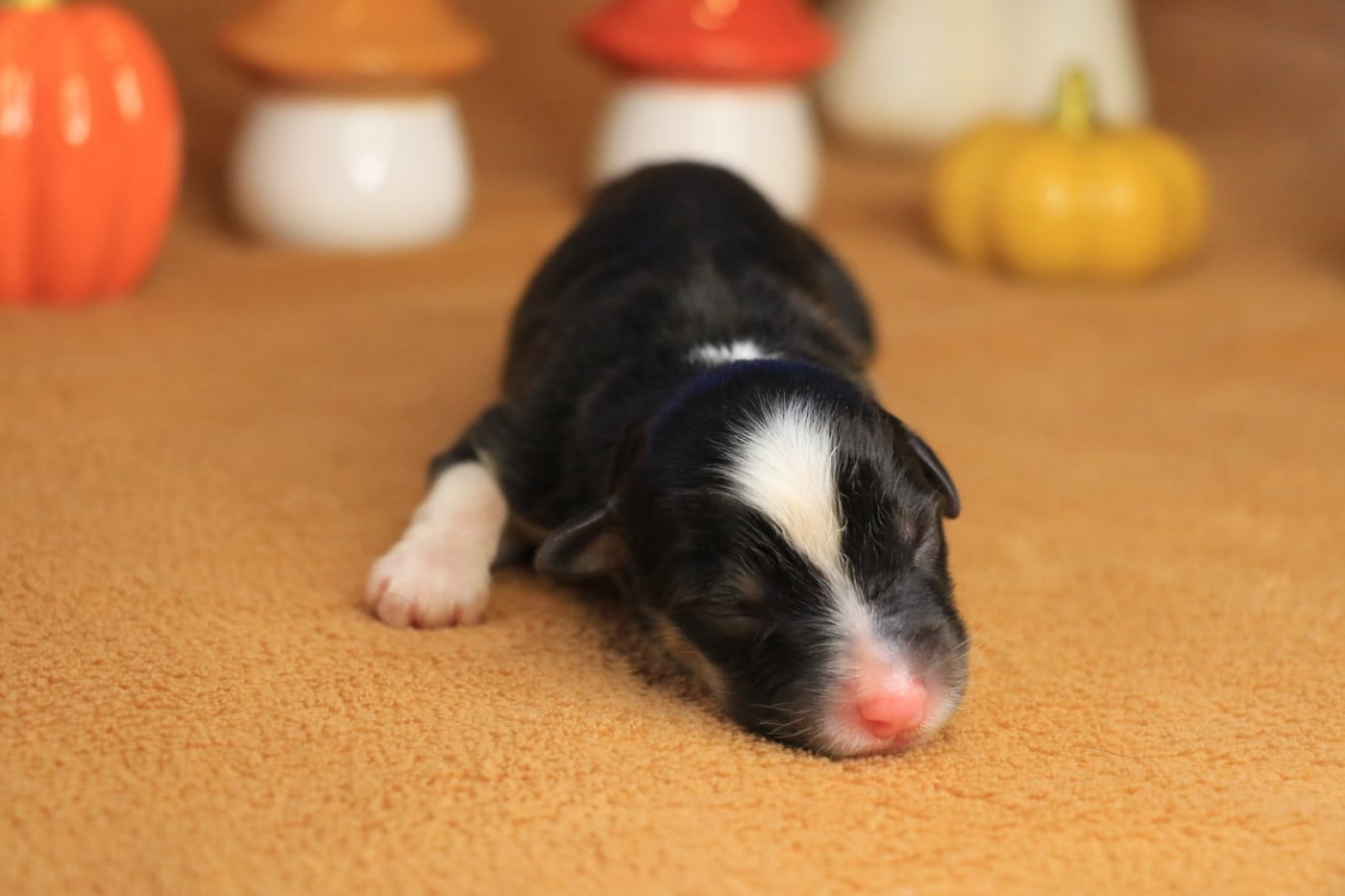 Chiot Male Noir Tricolore 1 - Berger Australien