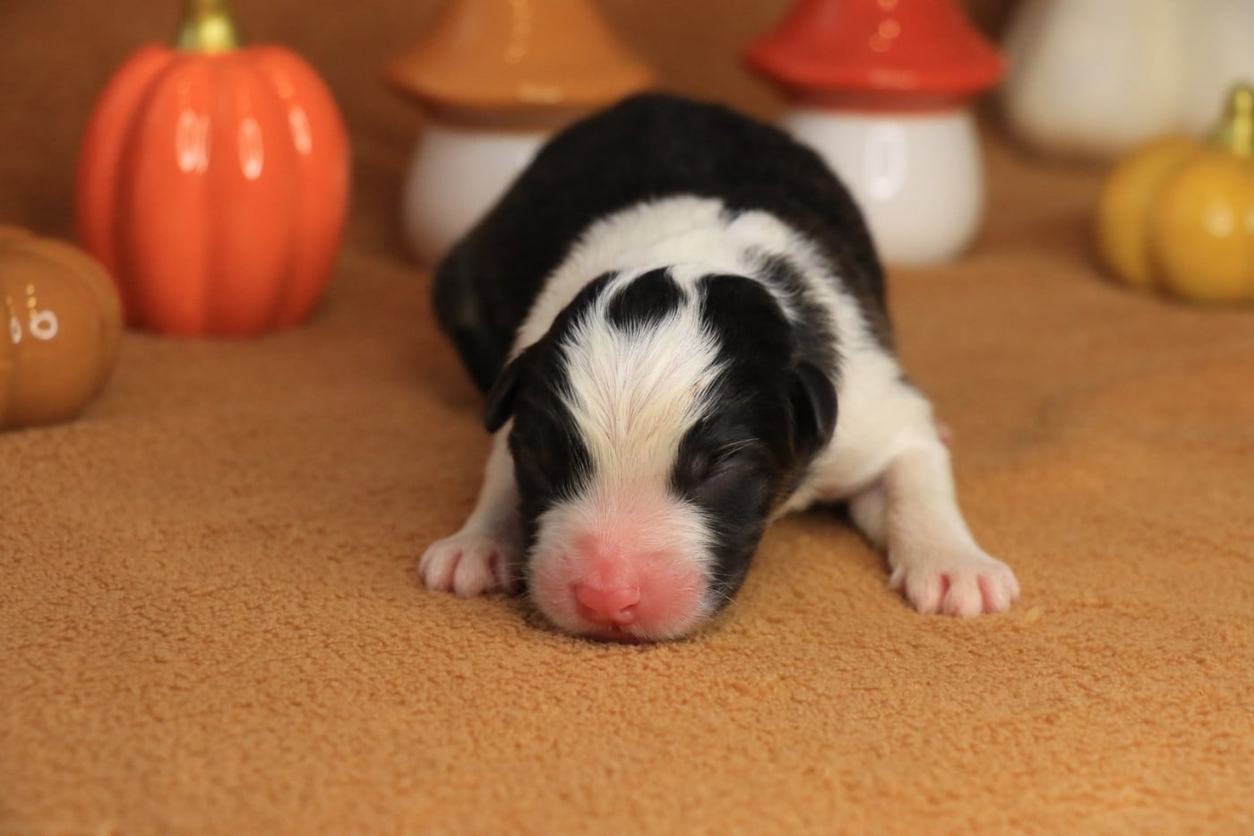 Chiot Male Noir Tricolore 2 - Berger Australien
