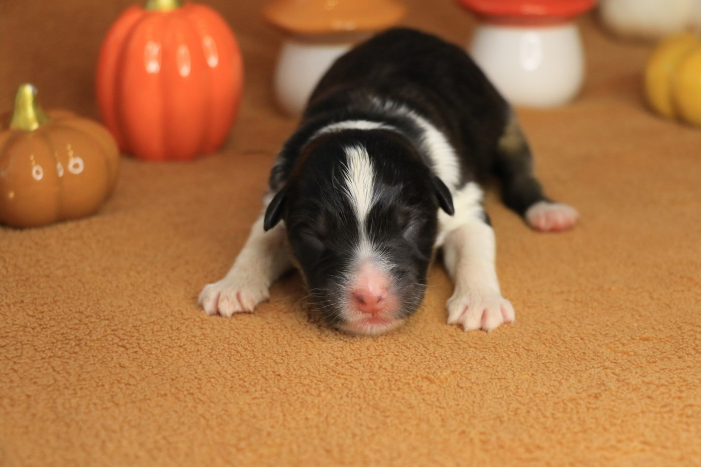 Chiot Femelle Noire Tricolore 2 - Berger Australien