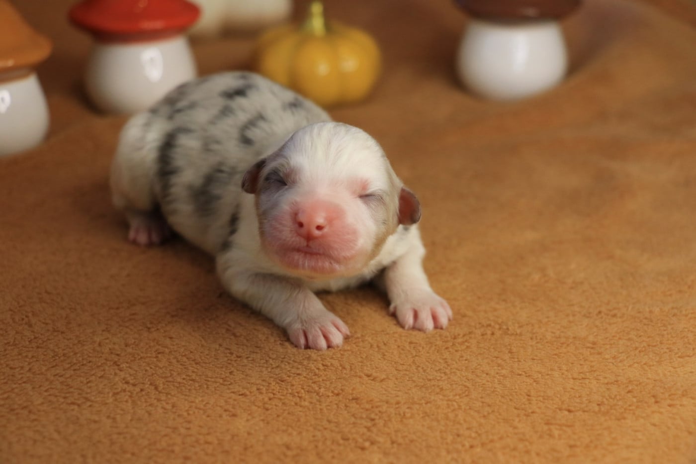 Chiot Femelle Bleue Merle 2 - Berger Australien