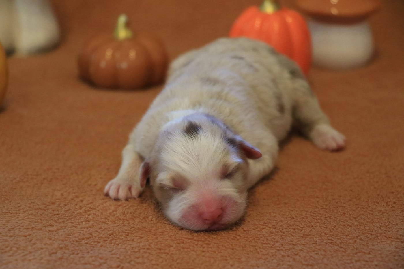 Chiot Femelle Rouge Merle - Berger Australien