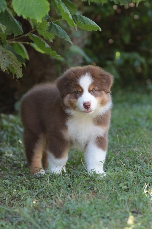 The Simpson Lisa De La Légende De Calydane