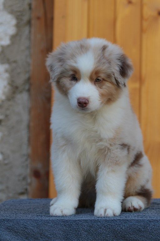 The Simpson Milhouse De La Légende De Calydane