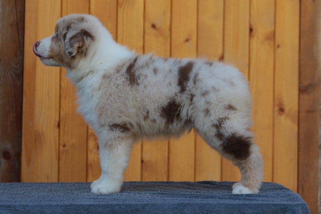 The Simpson Milhouse De La Légende De Calydane