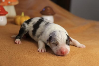 Les chiots de Berger Australien
